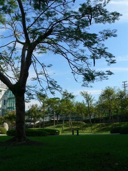 夏日的朝陽校園