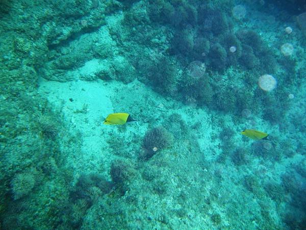 火箭蝶魚_調整大小 .JPG