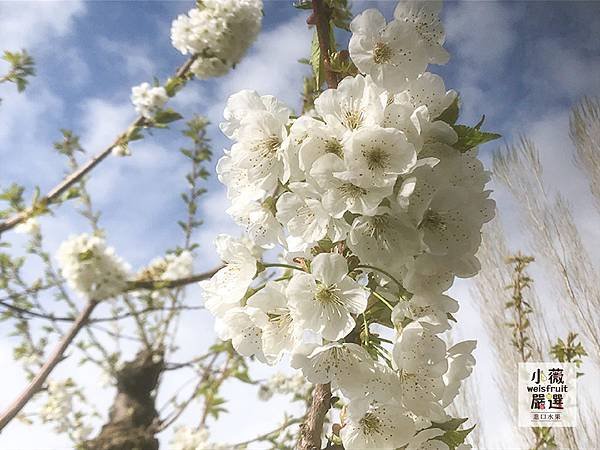 小薇純白櫻桃花