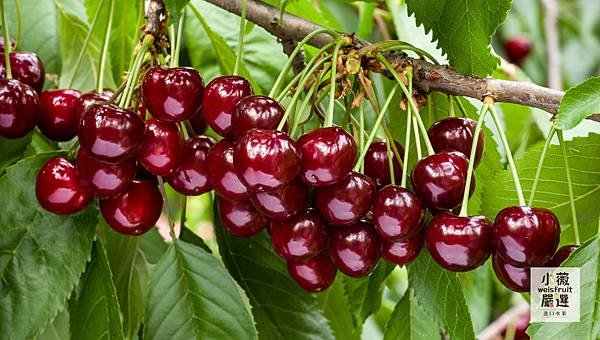 Cherry Horizontal-1.jpg