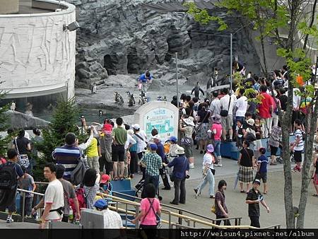 旭川動物園_DSCN0821_旭川動物園_企鵝