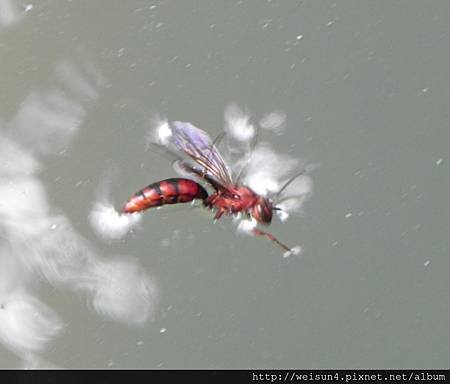 棕長腳蜂_落水掙扎-2_20120527_卓也小屋