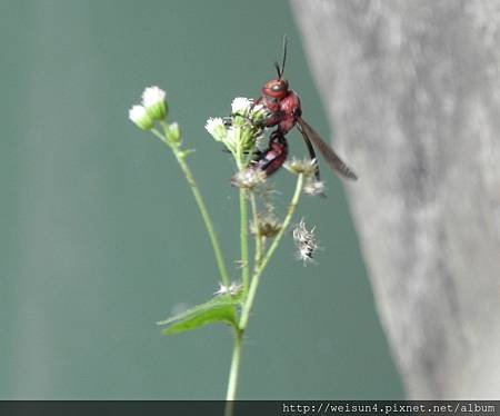 棕長腳蜂_擦乾_20120527_卓也小屋