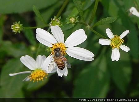 昆蟲綱_膜翅目_蜜蜂科_義大利蜂_苗栗-桌也小屋_20130908.JPG