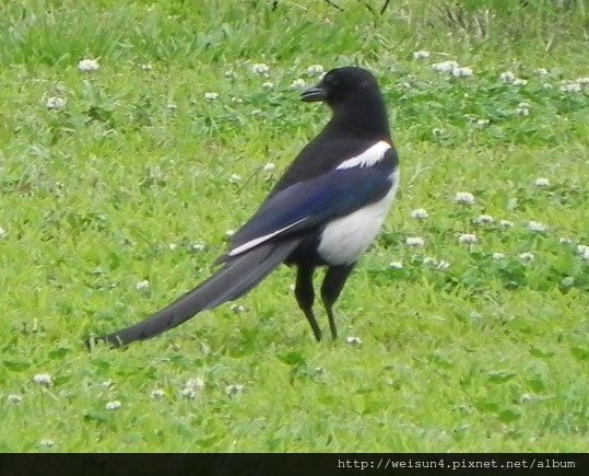 鳥綱_雀形目_鴉科_喜鵲_北市-政治大學_20140504