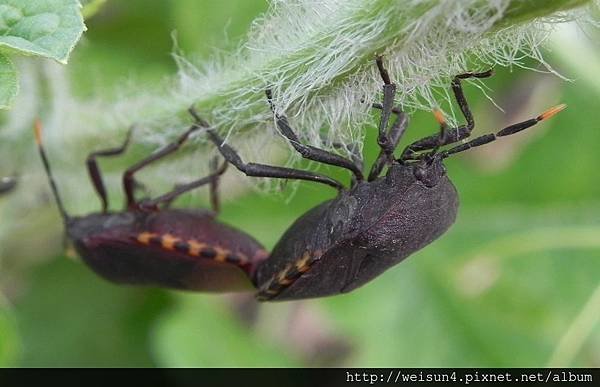 昆蟲綱_半翅目_兜椿科_黃角椿象-交尾_竹縣-九芎湖_20140525.JPG