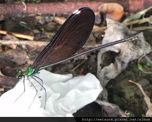 昆蟲綱_蜻蛉目_珈蟌科_白痣珈蟌-雌_竹縣-九芎湖_20140525.JPG