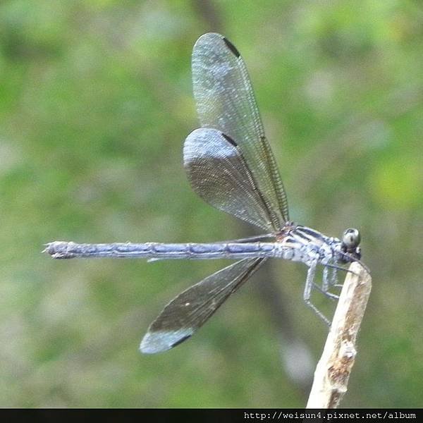 昆蟲綱_蜻蛉目_幽蟌科_短尾幽蟌-雄_竹縣-九芎湖_20140705.JPG