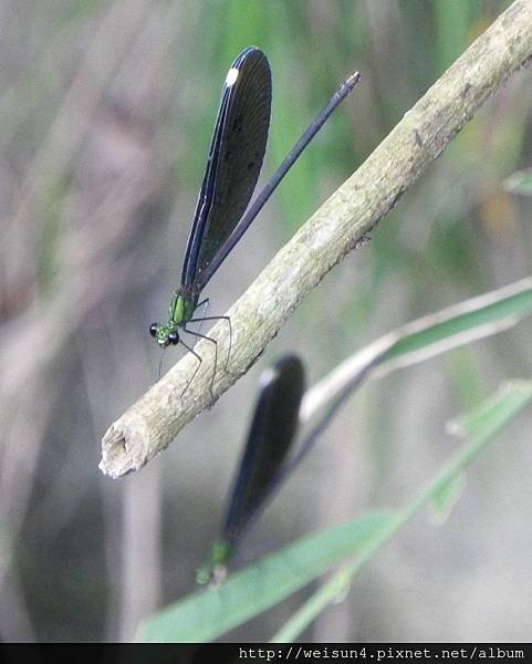 昆蟲綱_蜻蛉目_珈蟌科_白痣珈蟌-雌_竹縣-九芎湖_20140705.JPG