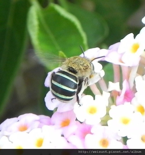 昆蟲綱_膜翅目_蜜蜂科_青條花蜂_竹縣-九芎湖_20140705.JPG