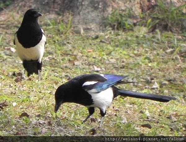 鳥綱_雀形目_鴉科_喜鵲_新竹-科學園區_20150120.JPG