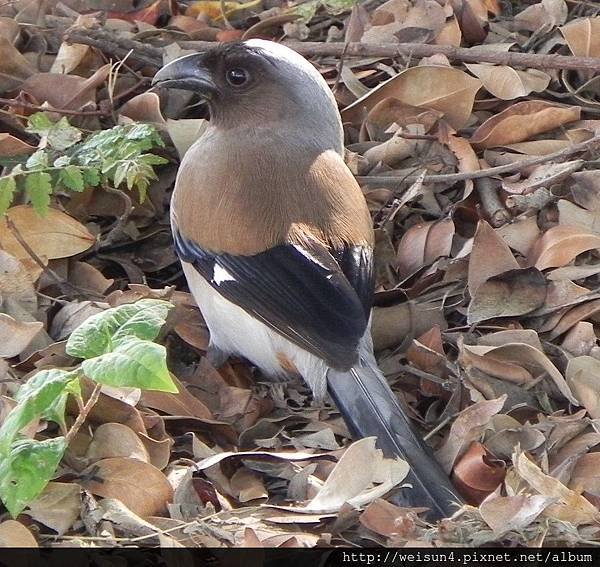 鳥綱_雀形目_鴉科_樹鵲_新竹-科學園區_20150219.JPG