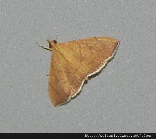 昆蟲綱_鱗翅目_草螟蛾科_野螟蛾-Hyalobathra illectalis_南投-魚池_20160508.JPG