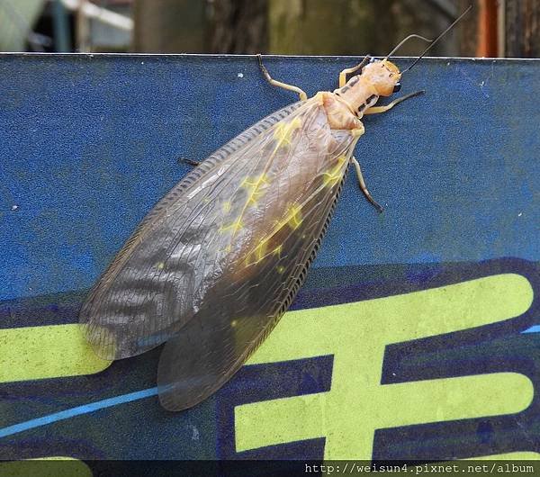 昆蟲綱_脈翅目_魚蛉科_黃石蛉_竹縣-清泉_20180805.JPG