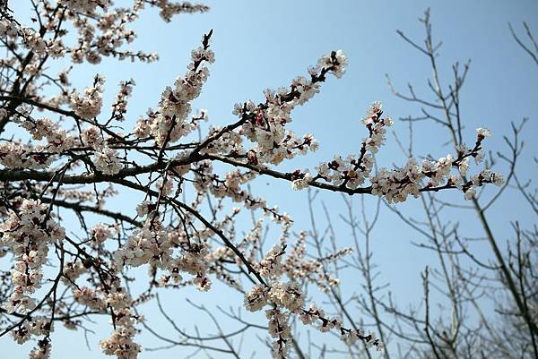 &apos;14 韓國釜山．慶州．鎮海賞櫻 