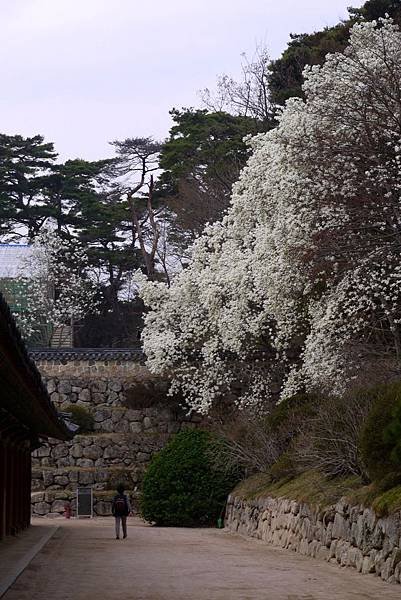 &apos;14 韓國釜山．慶州．鎮海賞櫻