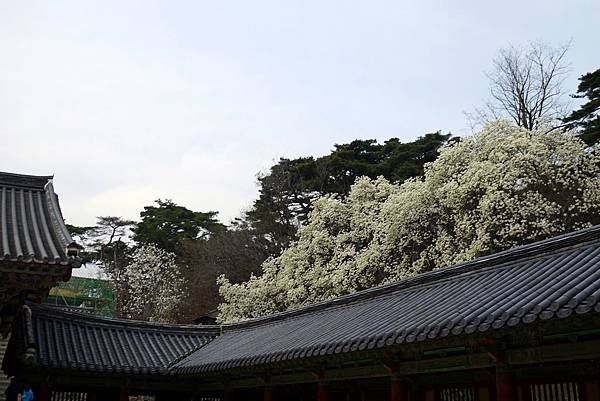 &apos;14 韓國釜山．慶州．鎮海賞櫻