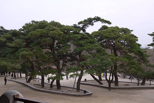 &apos;14 韓國釜山．慶州．鎮海賞櫻