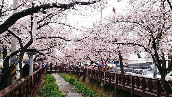 &apos;14 韓國釜山．慶州．鎮海賞櫻