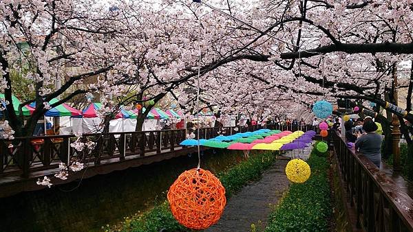 &apos;14 韓國釜山．慶州．鎮海賞櫻