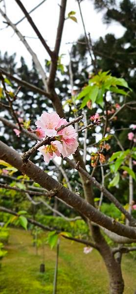 〔中正區〕中正紀念堂找櫻去