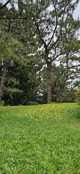 〔中正區〕中正紀念堂找櫻去