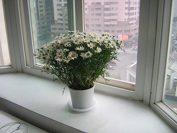 窗台上的期待