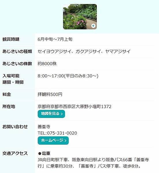繡球花(紫陽花)あじさい 開花情報