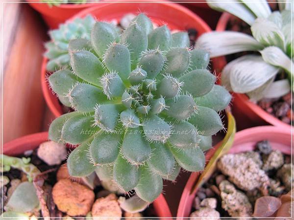 00056-01《Echeveria cv Rundelli 》