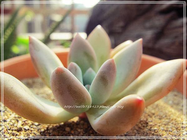 00060-01《Graptoveria Opalina》