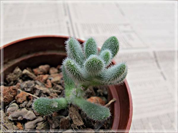 00063-07《買肉。省思II》