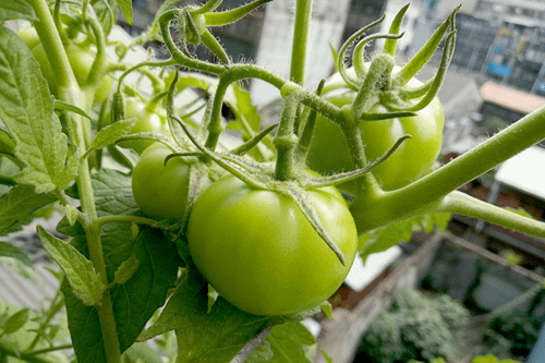 Tomato_191123_14F-4-3g.png