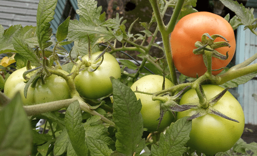 Tomato_191221_14F-4a-R3g.png