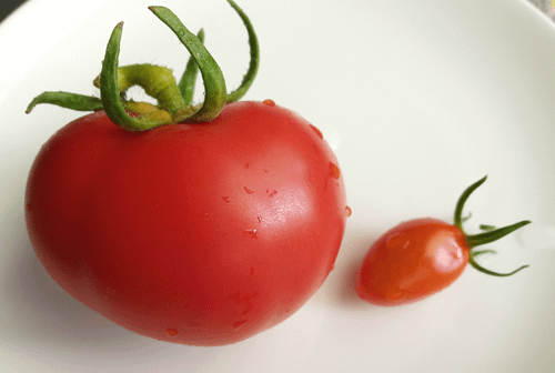 Tomato_191221_10F-1c-1g.png