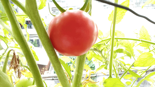 Tomato_191221_10F-1a-1g.png