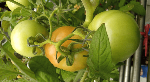 Tomato_191221_14F-1a-3g.png