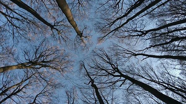 《自然就樹美 The Hidden Life of Tree