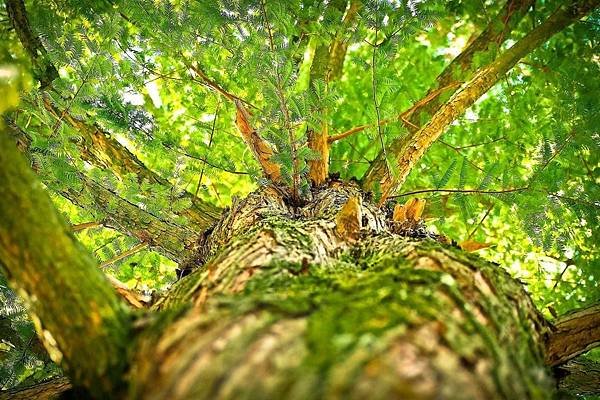 《自然就樹美 The Hidden Life of Tree