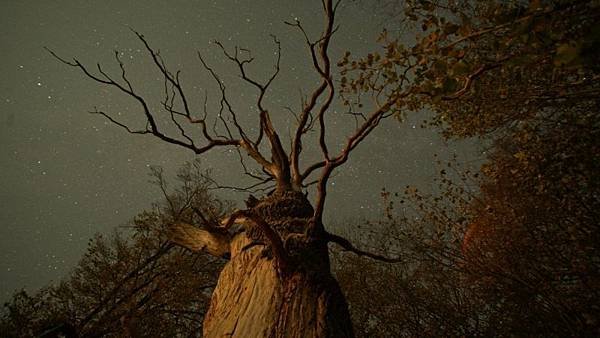 《自然就樹美 The Hidden Life of Tree