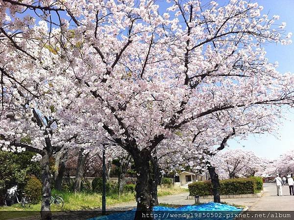 毛馬桜ノ宮公園 (7)