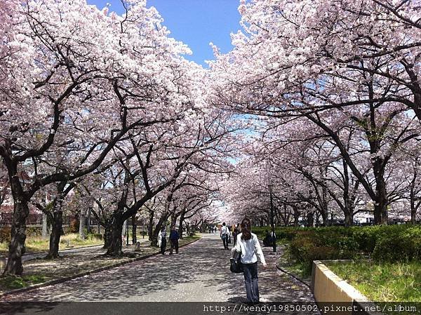 毛馬桜ノ宮公園 (9)