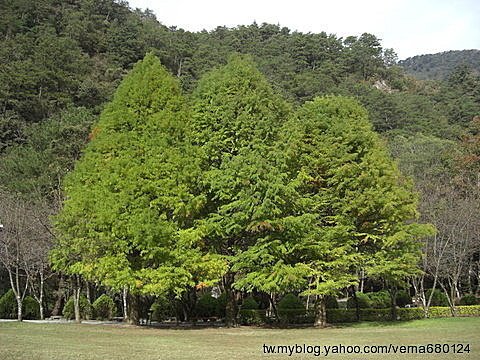 201011奧萬大賞楓去 - 環境篇01