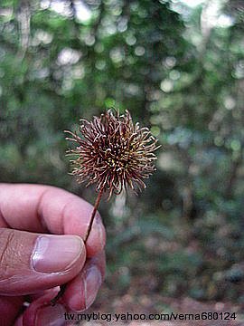 201011奧萬大賞楓去 - 環境篇12