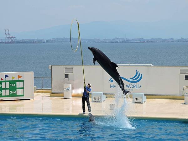 海中之道水族館11