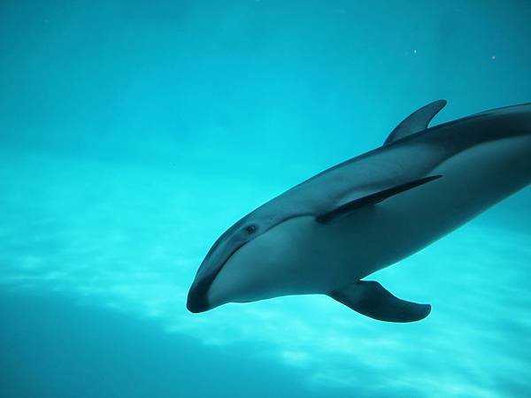 海中之道水族館40