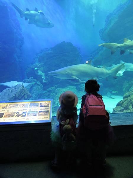 海中之道水族館22