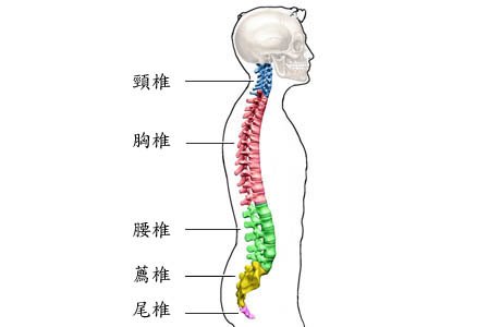 spine_curve.jpg