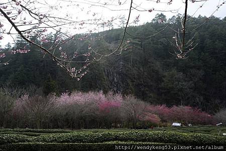 20140214_武陵農場賞櫻_9807.JPG
