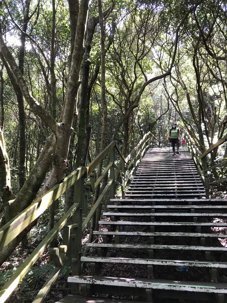 台北小溪頭步道-84-高架的棧道， 穿梭於紅楠為主的低海拔森林。.jpeg