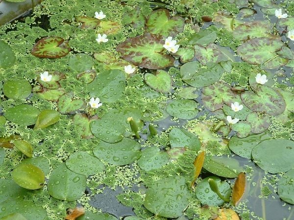 龍骨瓣莕荇菜